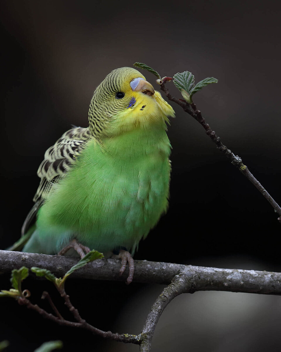 Vögel