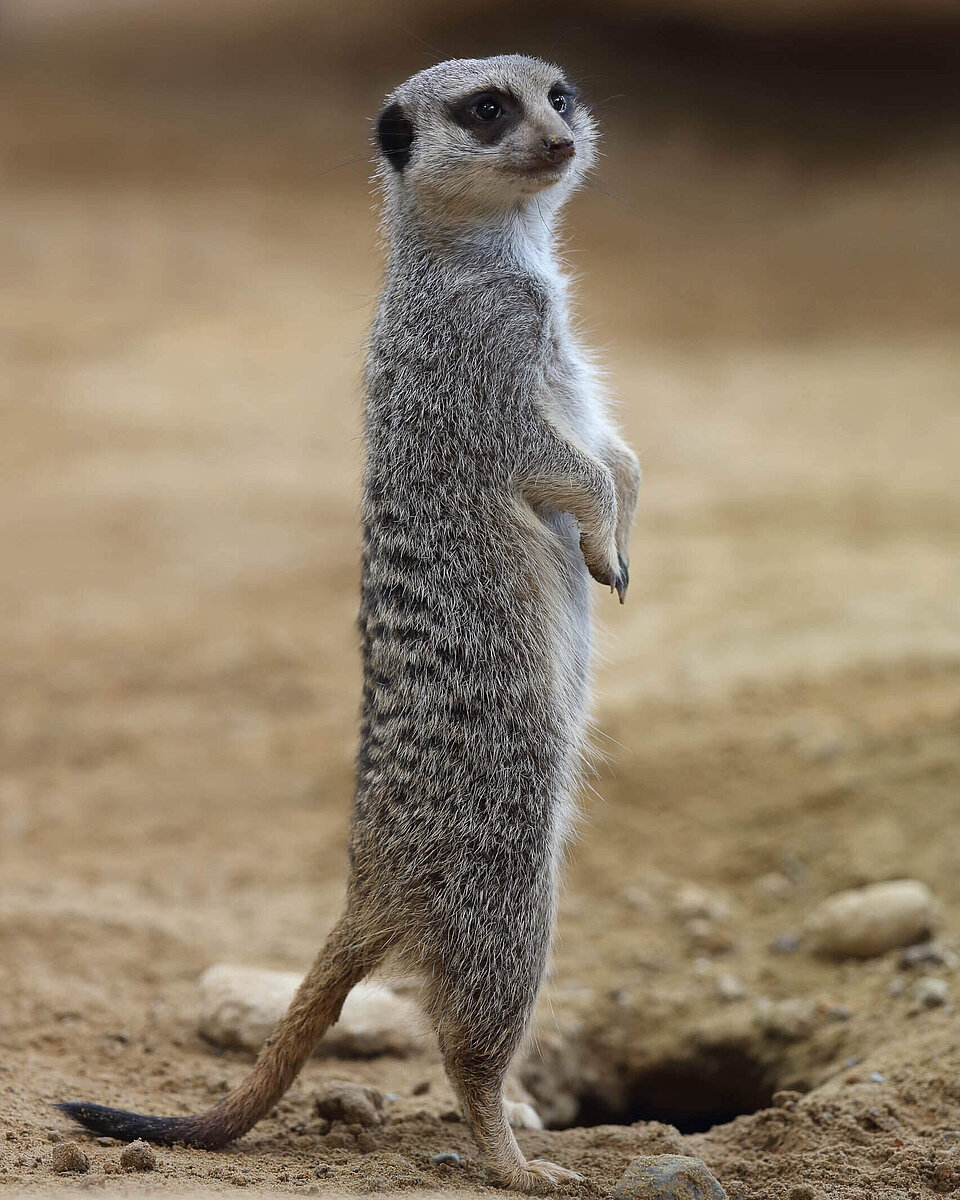 Erdmännchen Tiere