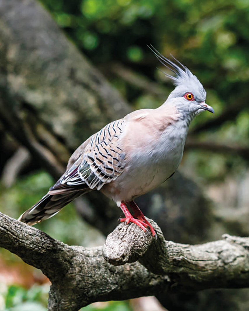 Vögel