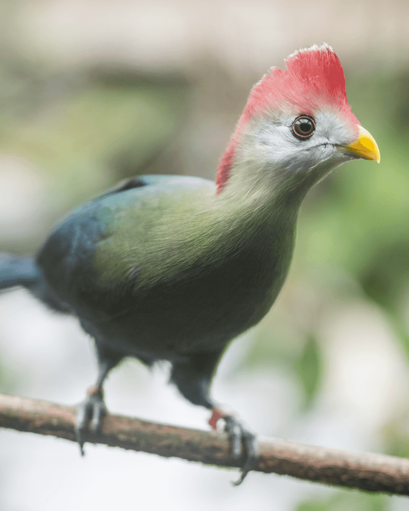 Vögel