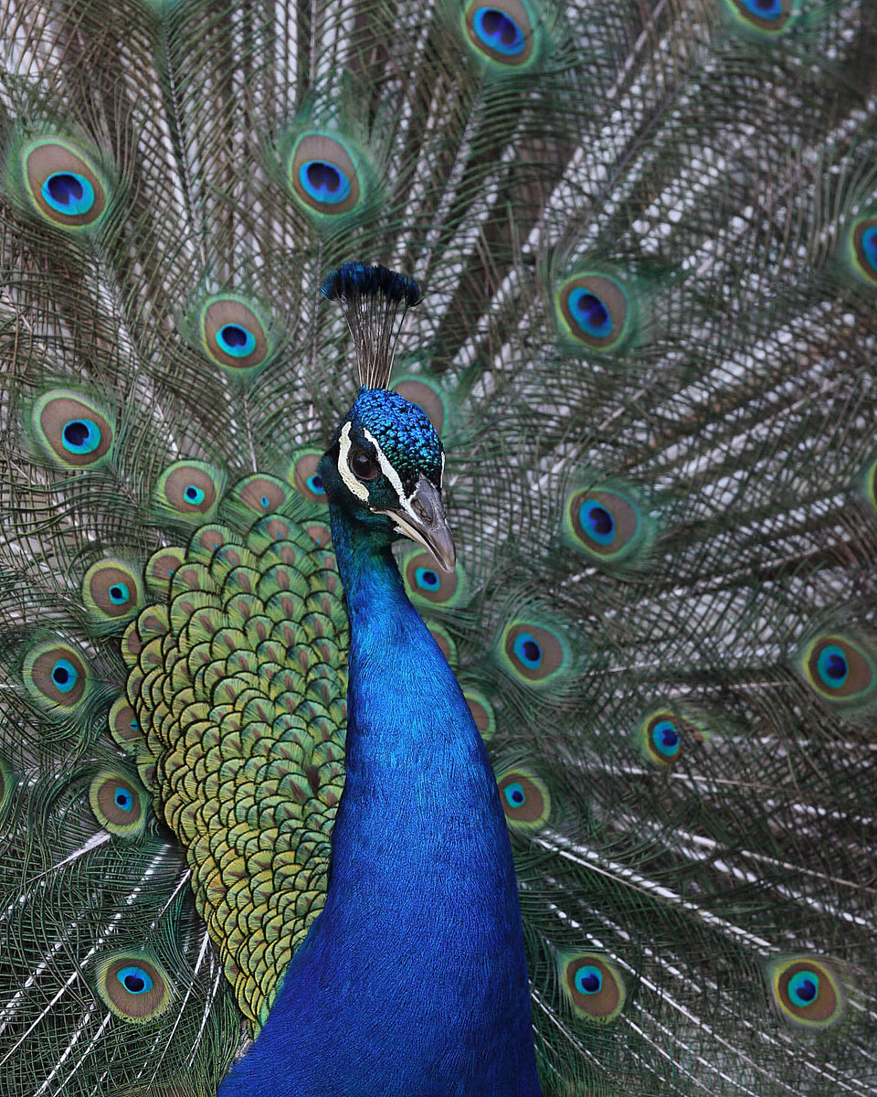 Vögel