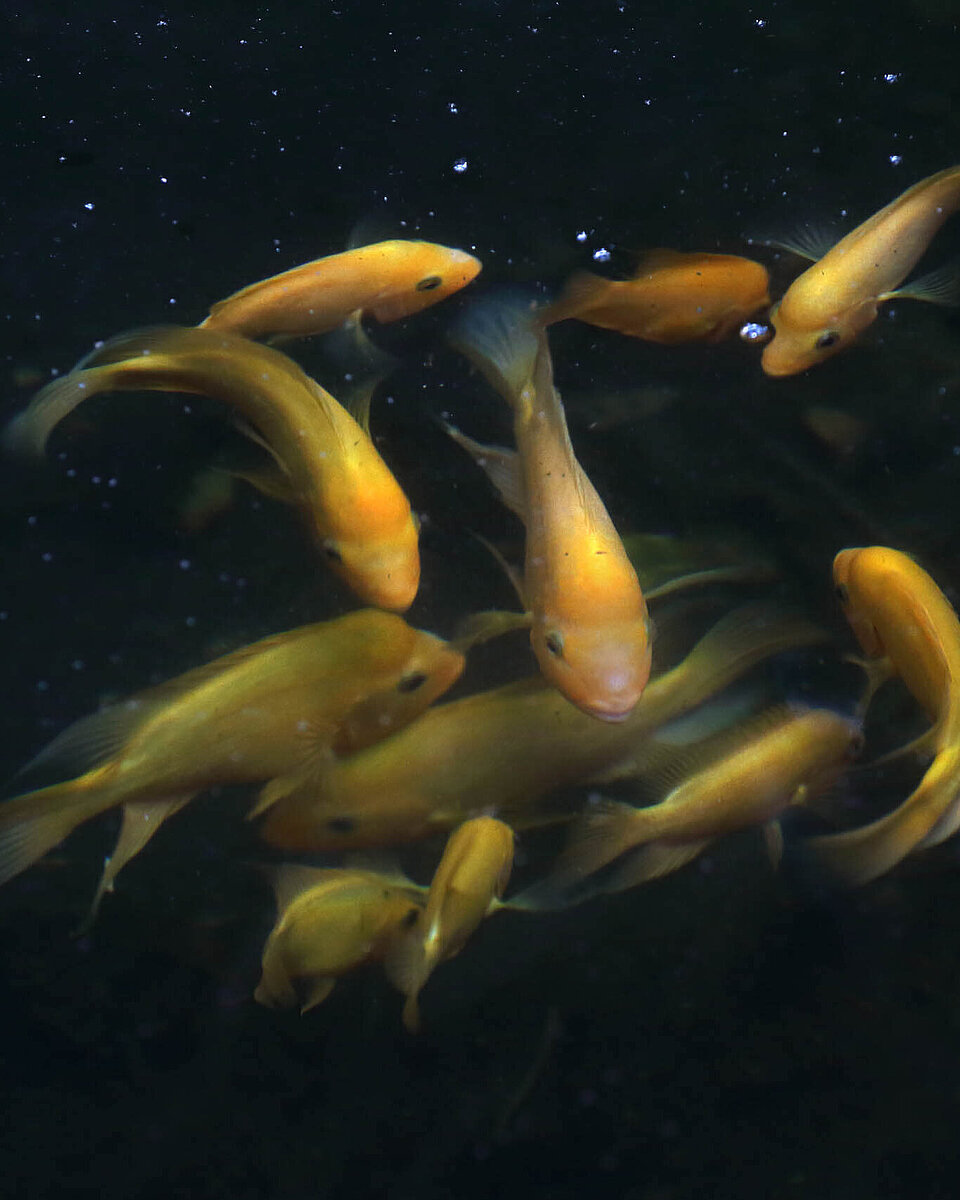 Fische